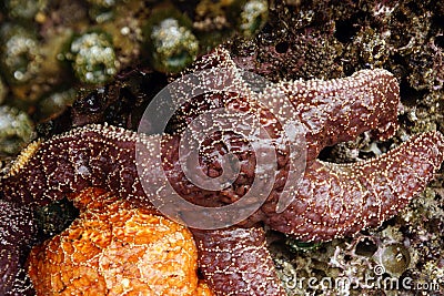 Purple sea star exposed by low tides