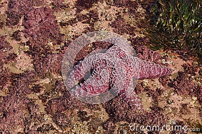 Purple sea star exposed by low tides