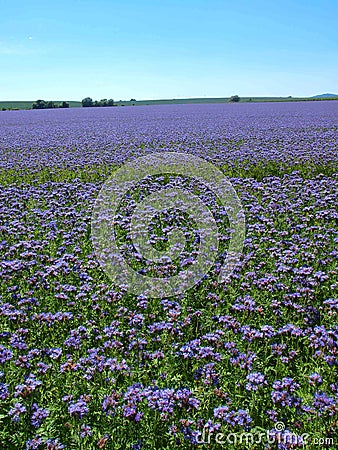 Purple Tansy field in countryside in hot summer day. Green blue purple flowers in blossom