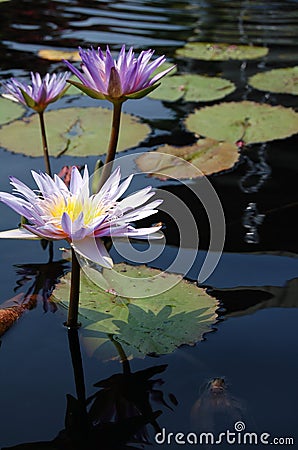 Purple Water Lilies in a Fish Pond in Washington, DC