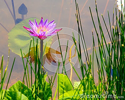 Purple water lily and lotus leaves on water