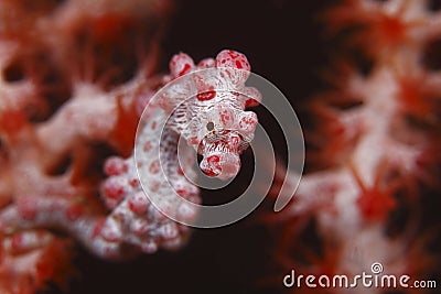 Pygmy seahorse