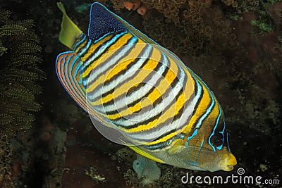 Pygoplites diacanthus - Royal angel fish