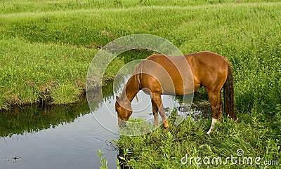 Quarter Horse At Creek