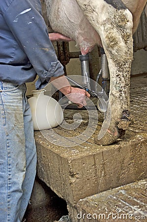 Quarter Milking Bottle, Cow Infected with Mastitis