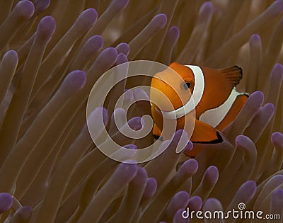 Quizzical False Clown Fish