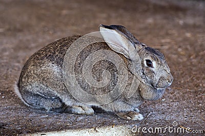 Rabbit close up portrait