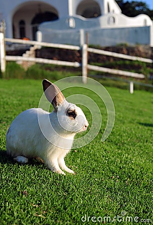 Rabbit in a green grass