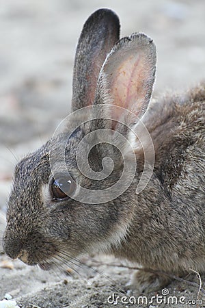 Rabbit with long ears and lively eyes