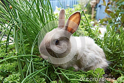 Rabbit sitting in the herbs