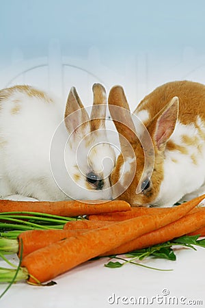 Rabbits eating carrots