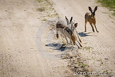 The rabbits running around the field