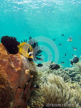 Raccoon Butterfly fish