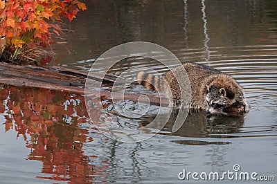 Raccoon (Procyon lotor) Hangs Out at End of Log