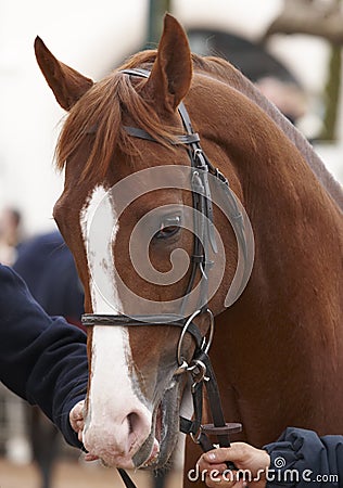 Race horse head ready to run