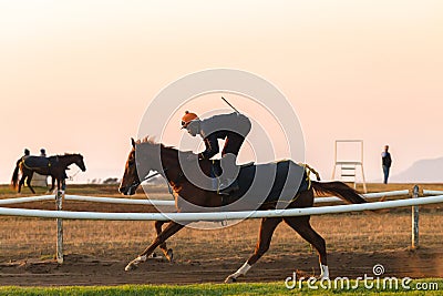 Race Horses Training Dawn