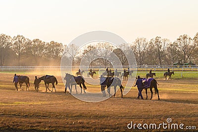 Race Horses Training Dawn