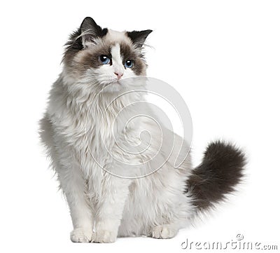 Ragdoll cat, 7 months old