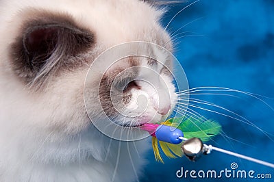 Ragdoll cat playing with toy on blue