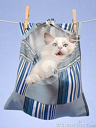 Ragdoll kitten inside peg bag on line