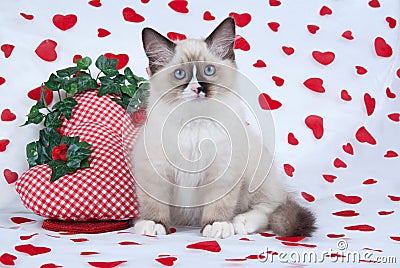 Ragdoll kitten sitting on heart print fabric