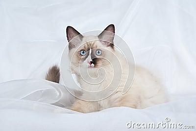 Ragdoll kitten sitting on white fabric