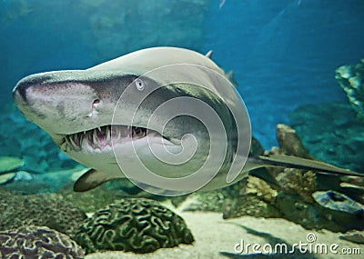 Ragged tooth shark in an aquarium