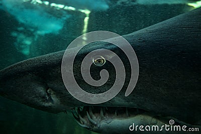 Ragged Tooth Shark