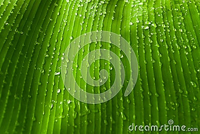 Rain drops on banana tree leafs.