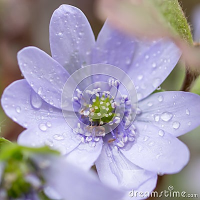 Rain on flower