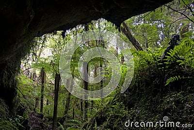 Fern trees in cave entrance, New Zealand