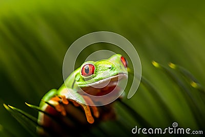 Rain forest tropical theme with colorful frog