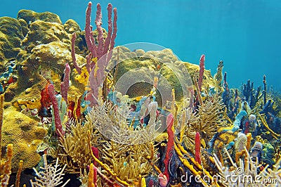 Rainbow of color under sea with corals and sponges