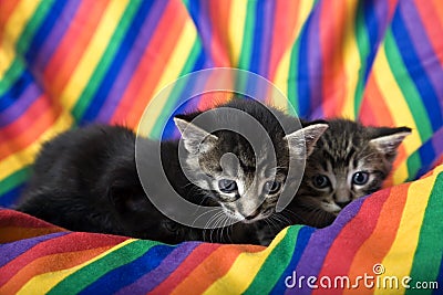 Rainbow Kittens