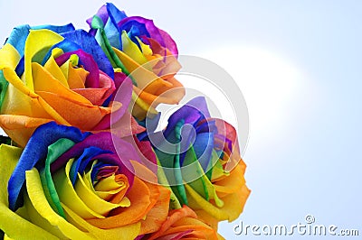 Rainbow rose or happy flower