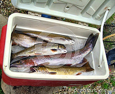 Rainbow trout and Brooke trout fish