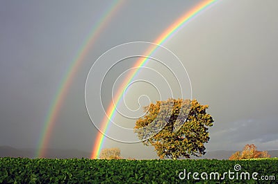 Rainbows and Oak Tree, Wales