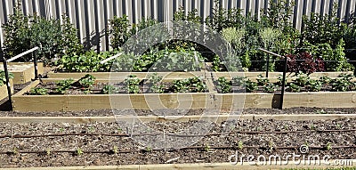 Raised Garden Bed Of Vegetables.