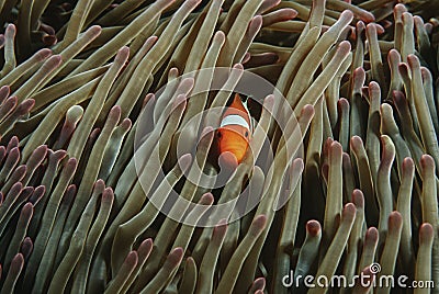 Raja Ampat Indonesia Pacific Ocean false clown anemonefish (Amphiprion ocellaris) hiding in magnificent sea anemone (Heteractis ma