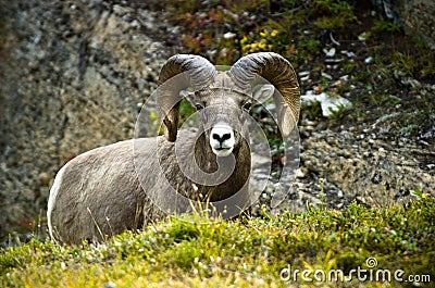 Ram big horn sheep
