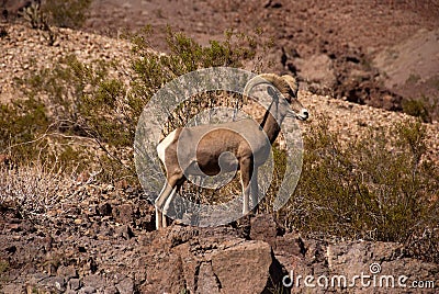 Ram desert big horn sheep