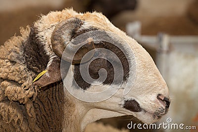 Ram head