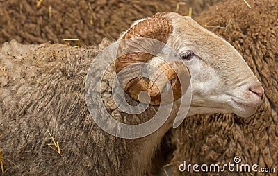Ram head