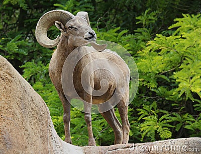 Ram