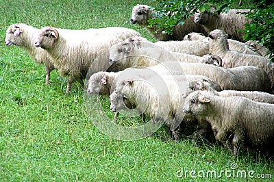 Rams and sheeps