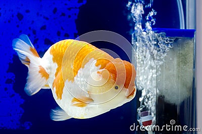 Ranchu Lion Head in Fish tank