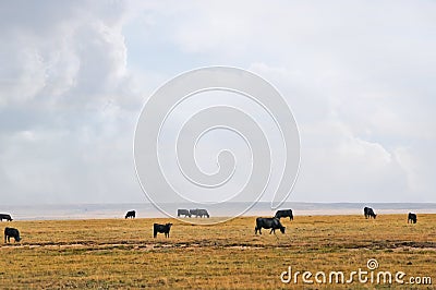 Range cows under a big western sky