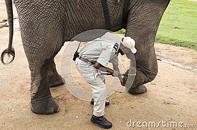 Ranger explains all thing about the elephant legs