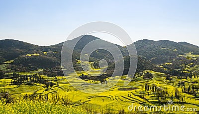 Rapeseed field with mountain
