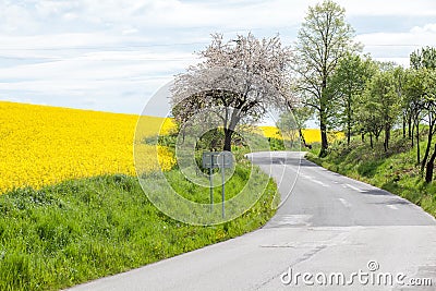Rapeseed field and road